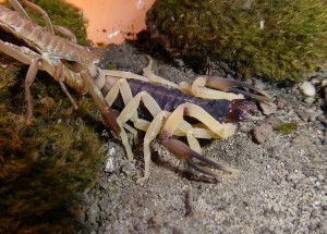 1.0 C.bicolor molting to adulthood